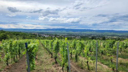 Weinwanderung Frey 10